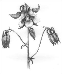 Aquilegia-Vulgaris