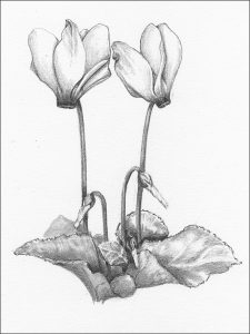 Cyclamen